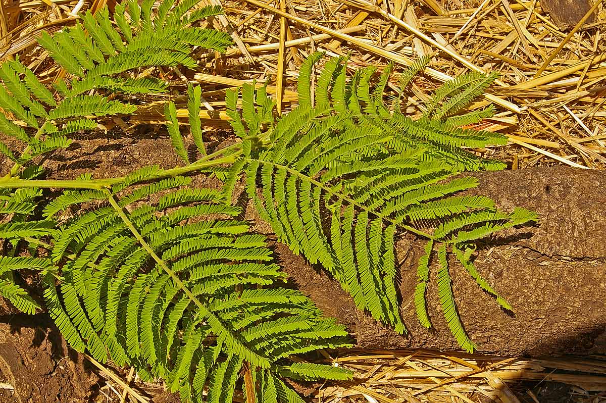 Acacia sieberiana var. sieberiana Acacia sieberiana var. sieberiana