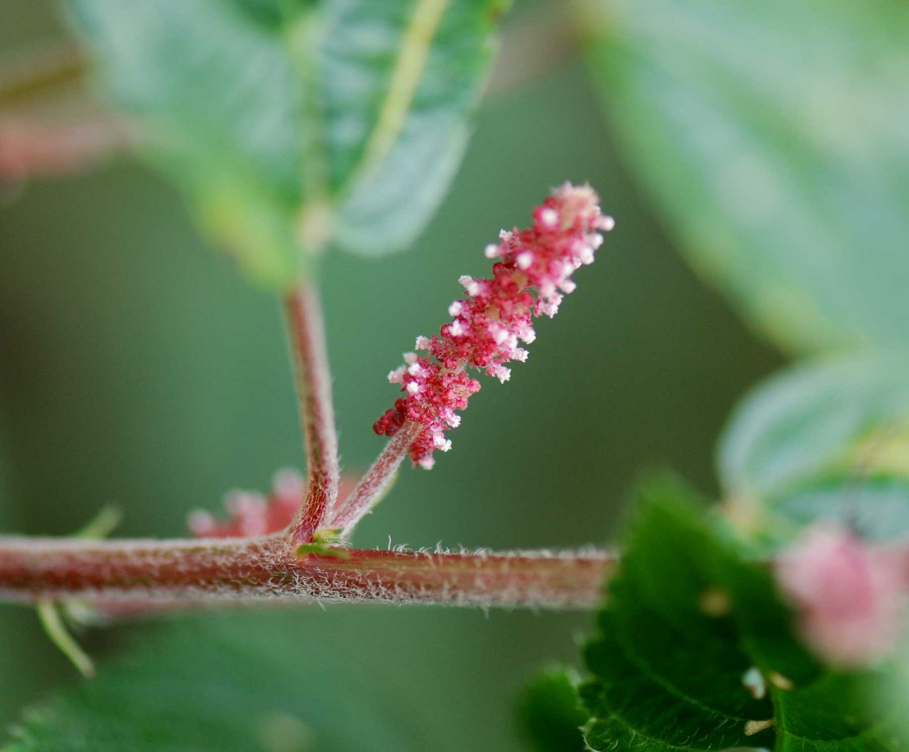 Acalypha welwitschiana Acalypha welwitschiana
