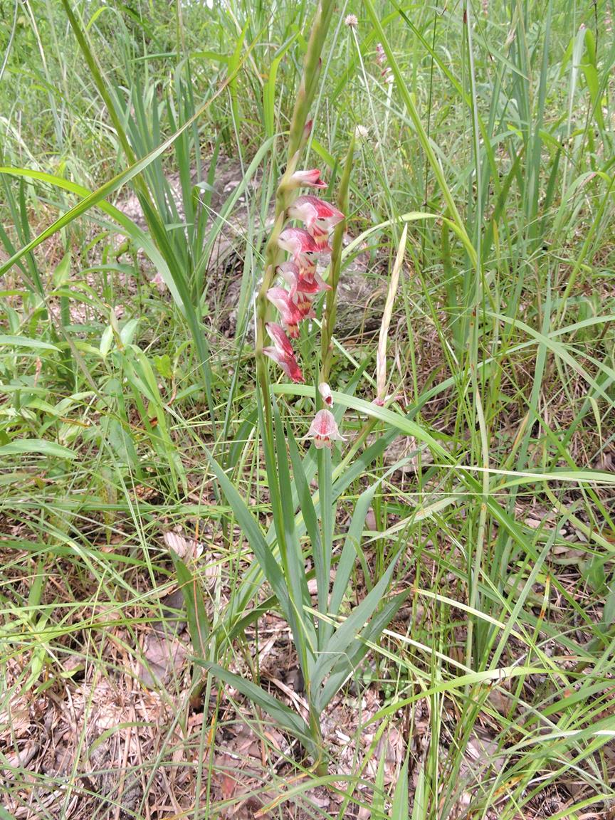 Gladiolus gregarius Gladiolus gregarius