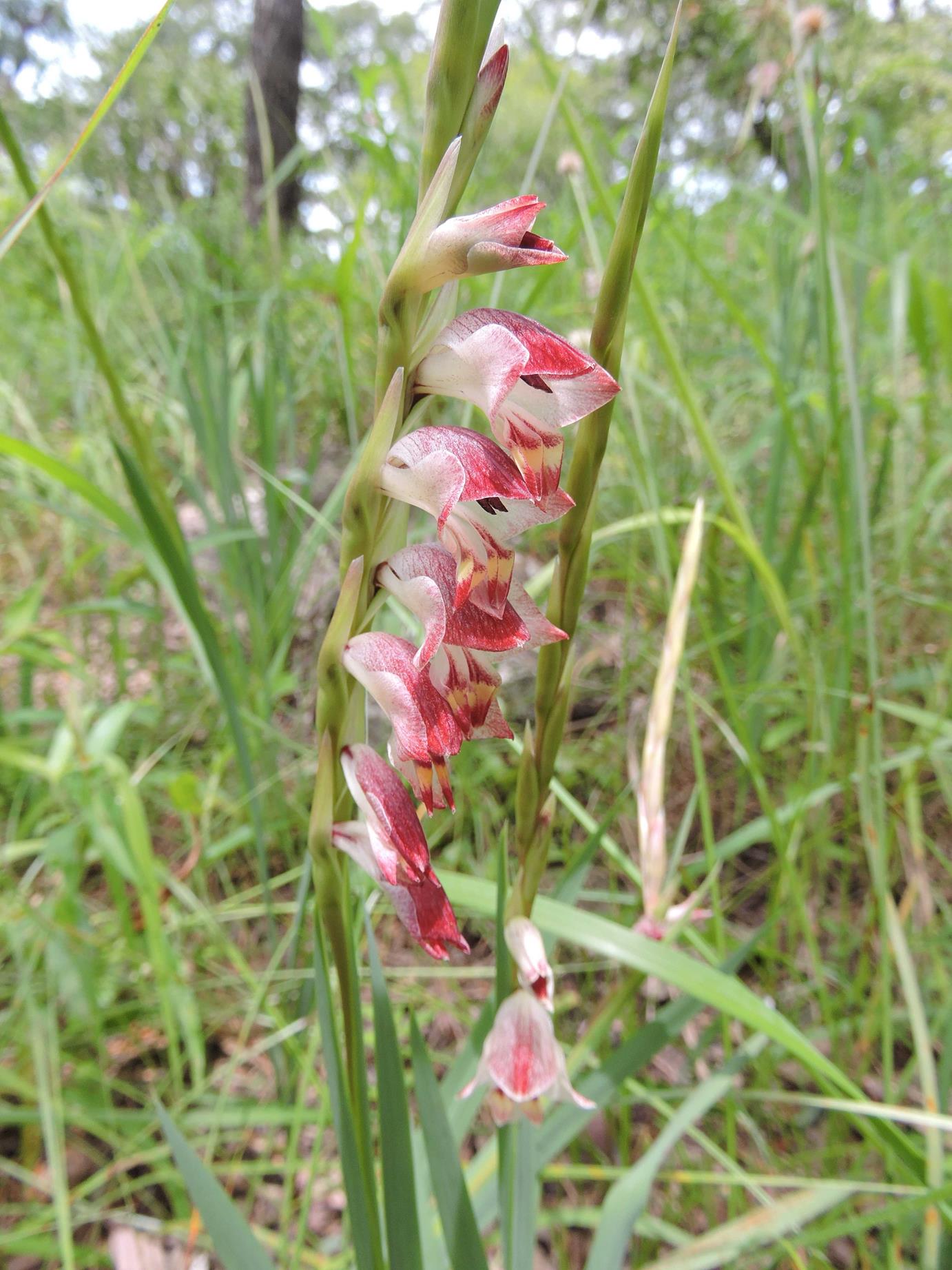 Gladiolus gregarius Gladiolus gregarius