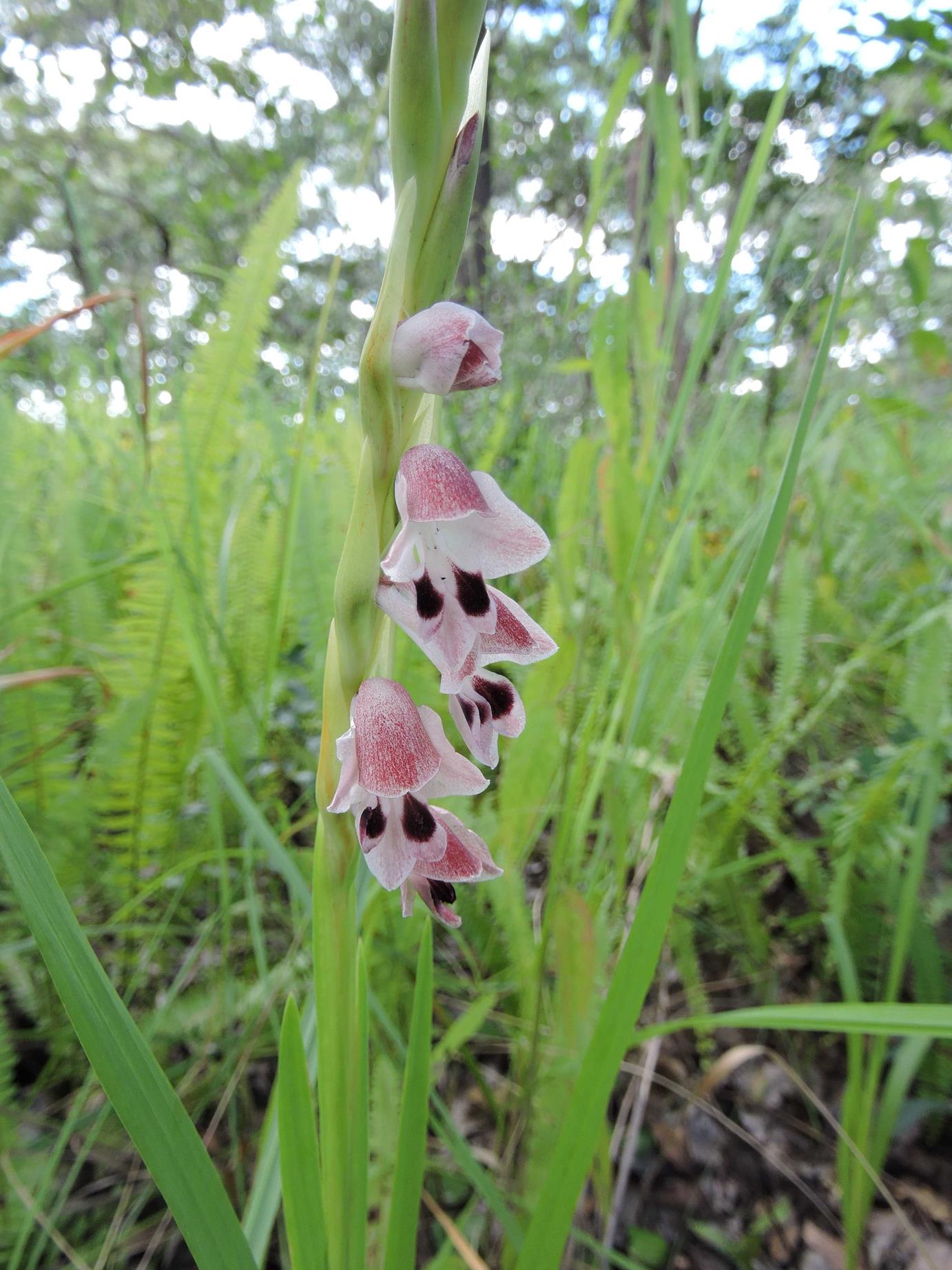Gladiolus gregarius Gladiolus gregarius