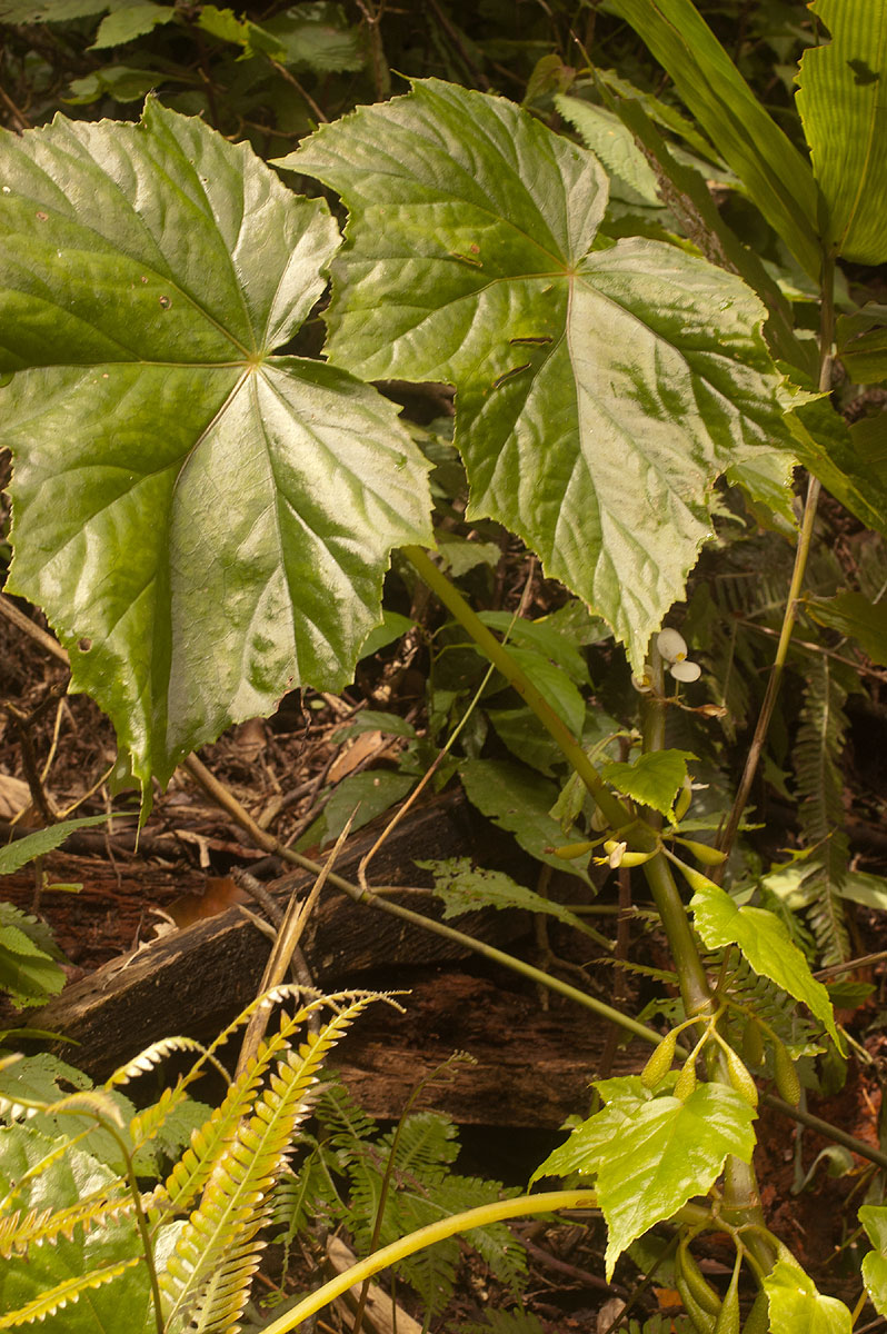 Begonia oxyloba