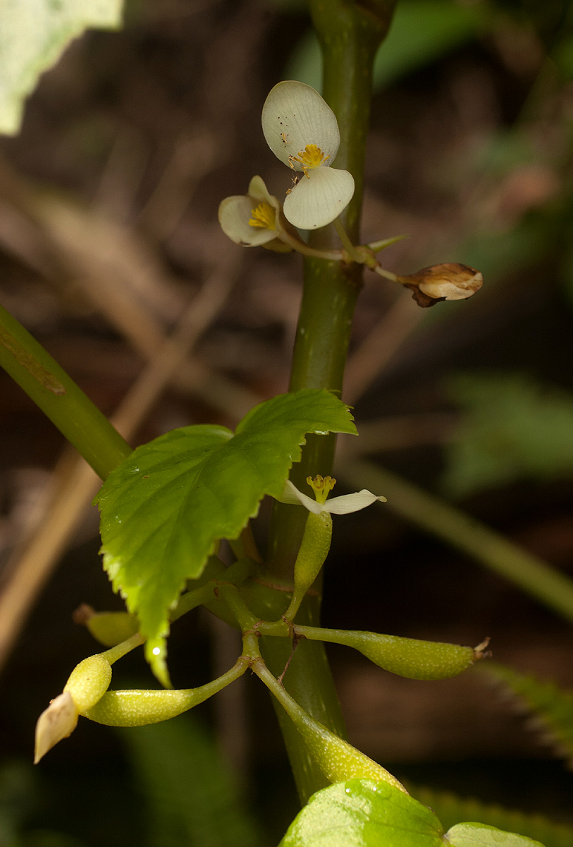 Begonia oxyloba Begonia oxyloba