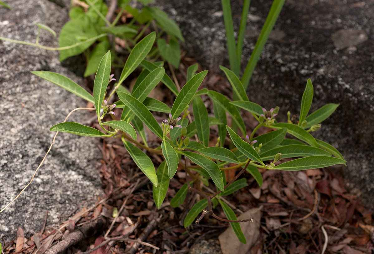 Raphionacme lanceolata
