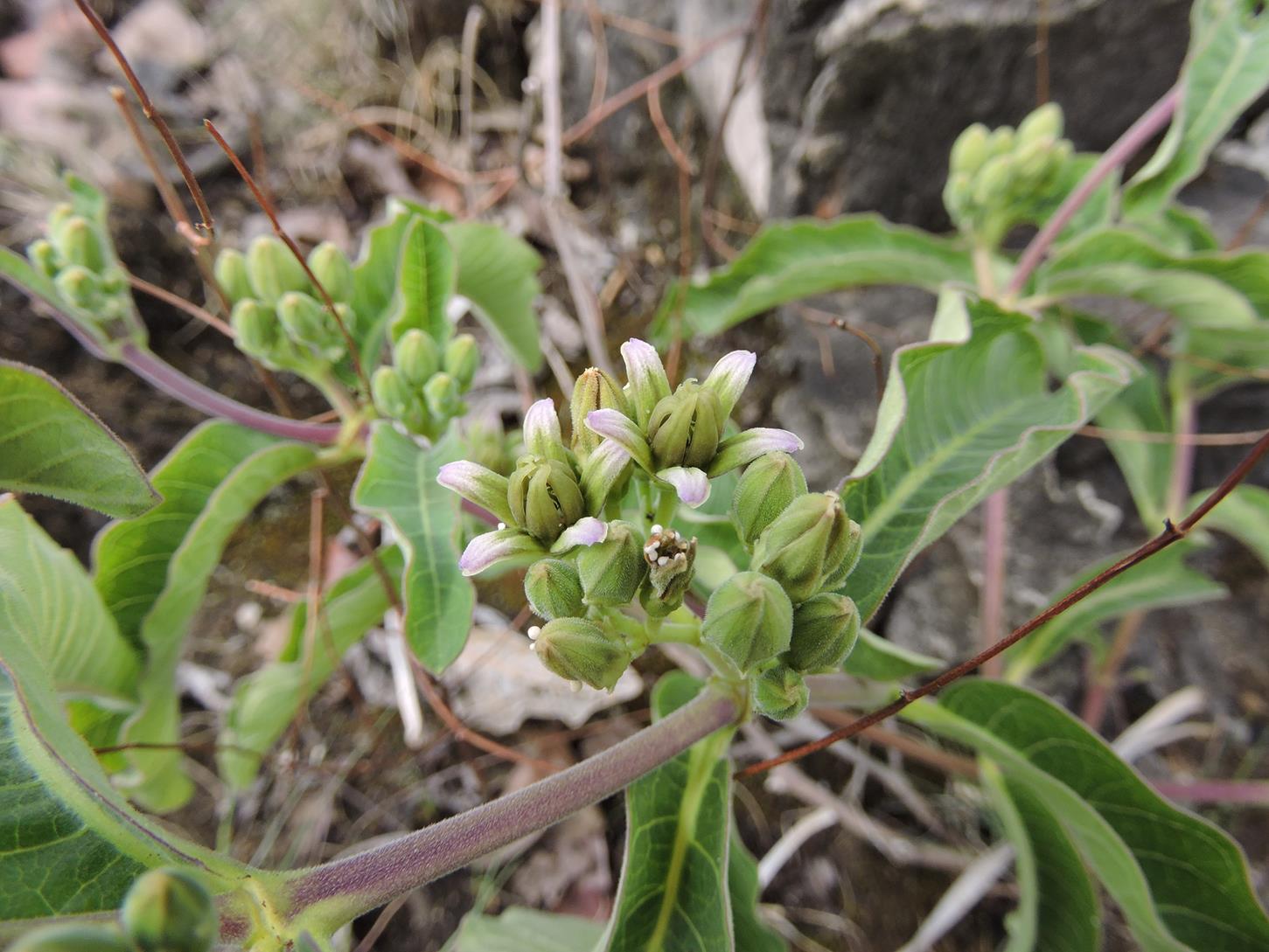 Raphionacme lanceolata