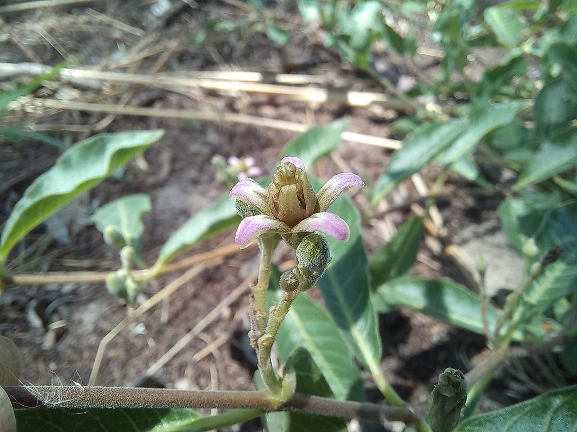 Raphionacme lanceolata