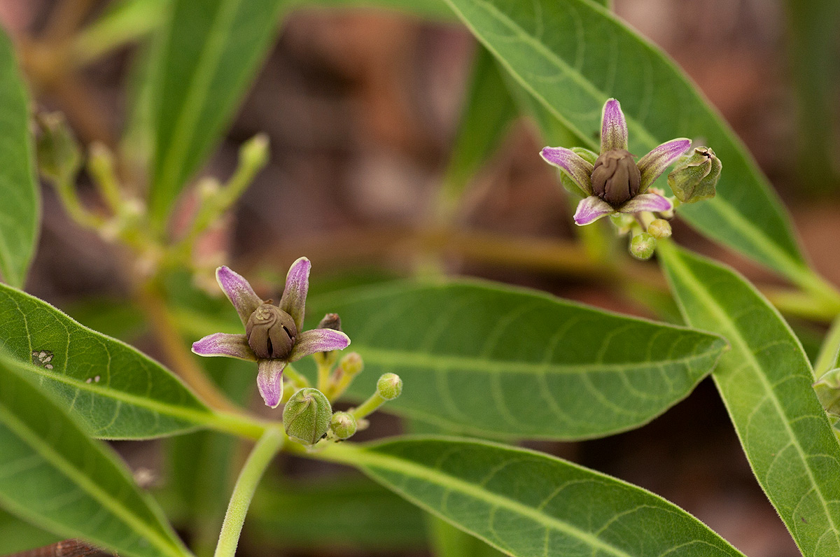 Raphionacme lanceolata