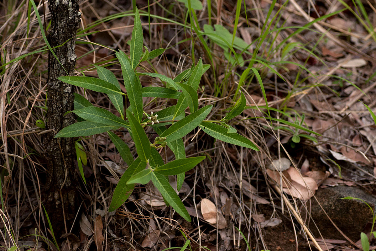Raphionacme lanceolata