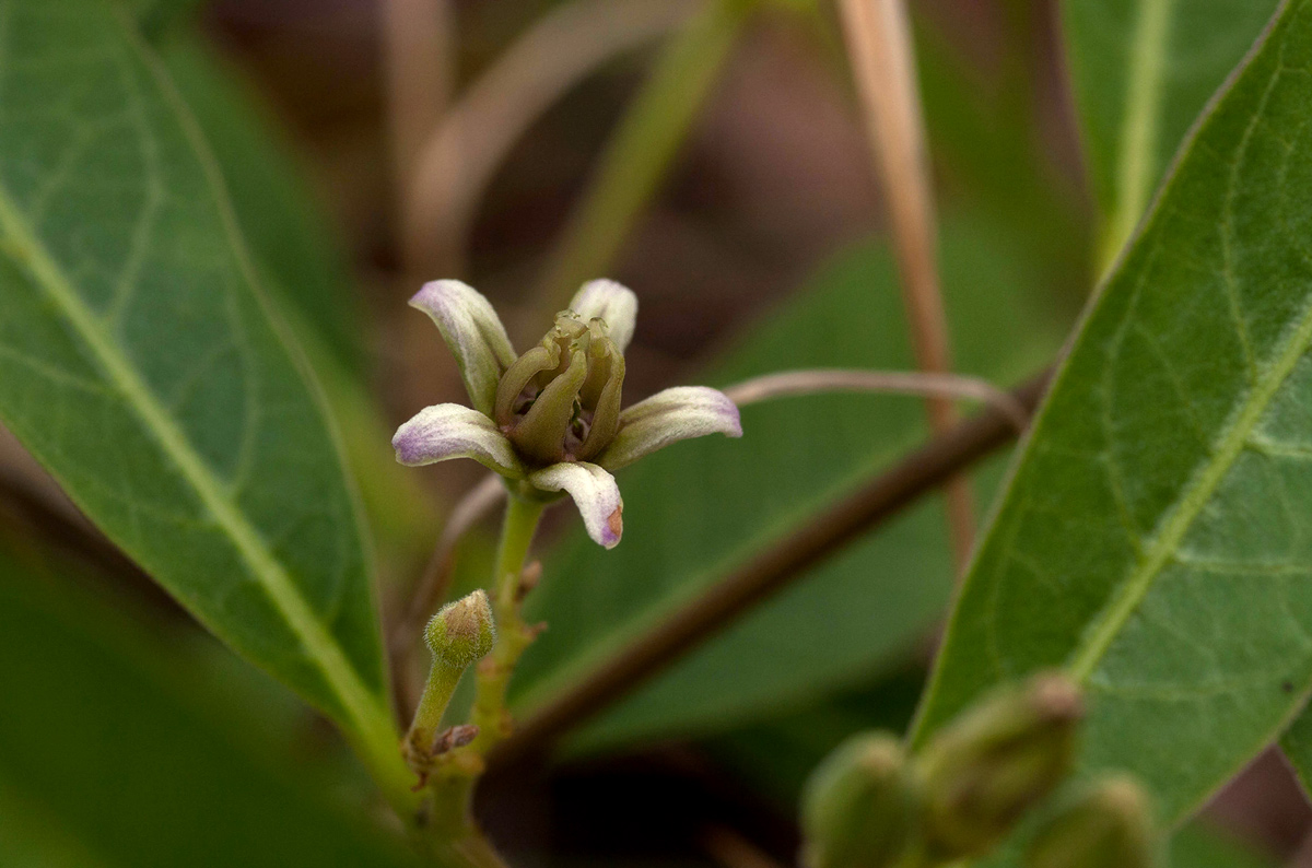 Raphionacme lanceolata