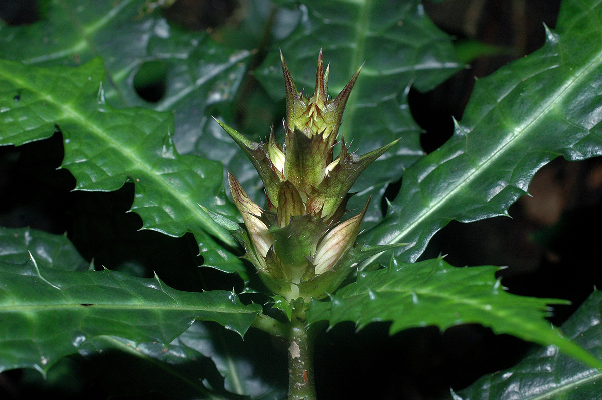 Acanthus ueleensis Acanthus ueleensis