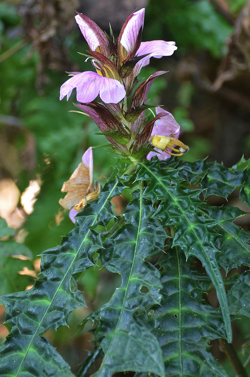 Acanthus ueleensis Acanthus ueleensis