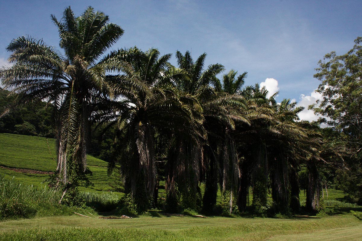 Elaeis guineensis Elaeis guineensis