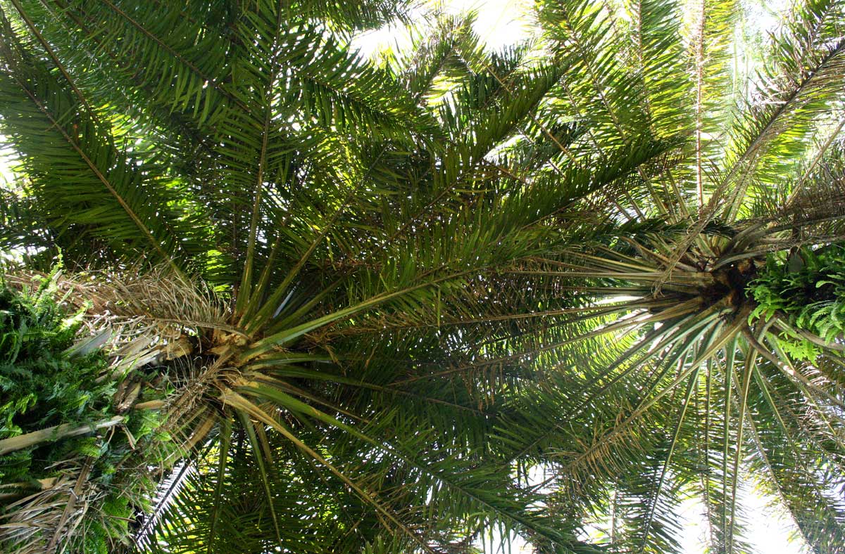 Elaeis guineensis Elaeis guineensis