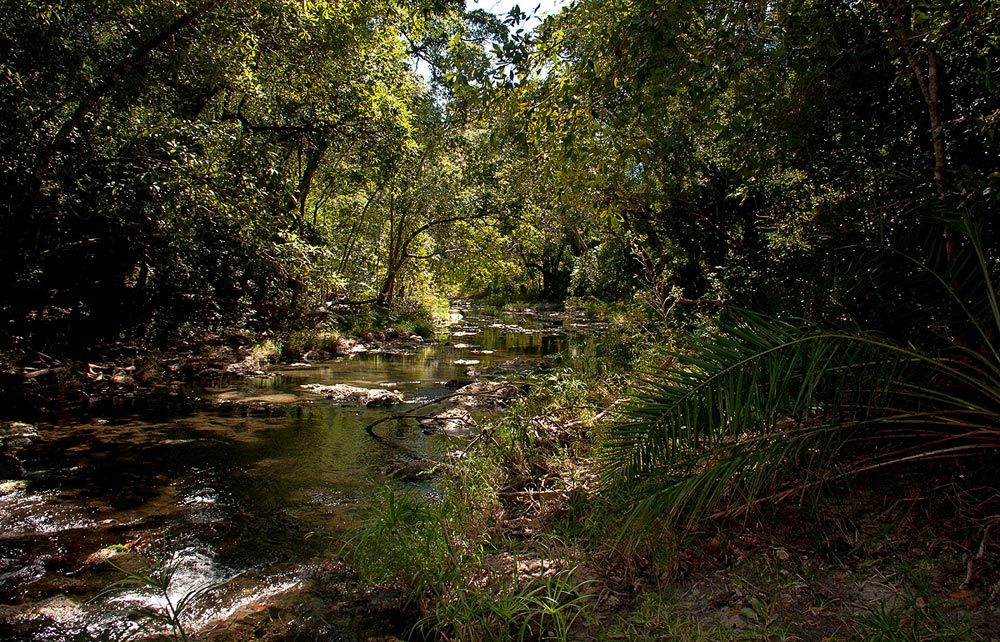 Elaeis guineensis Elaeis guineensis