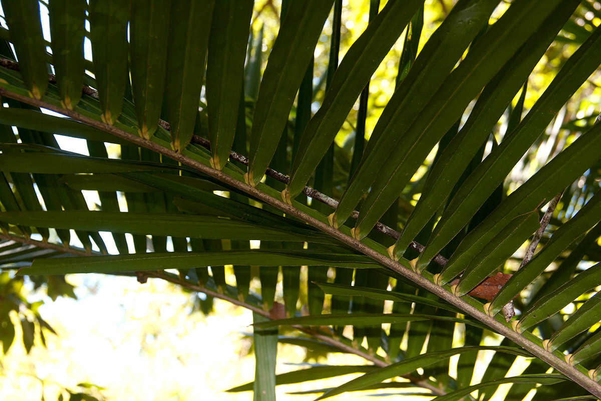 Elaeis guineensis Elaeis guineensis