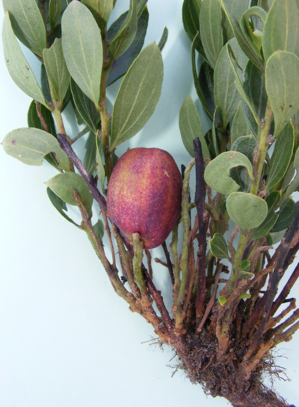 Anisophyllea quangensis Anisophyllea quangensis