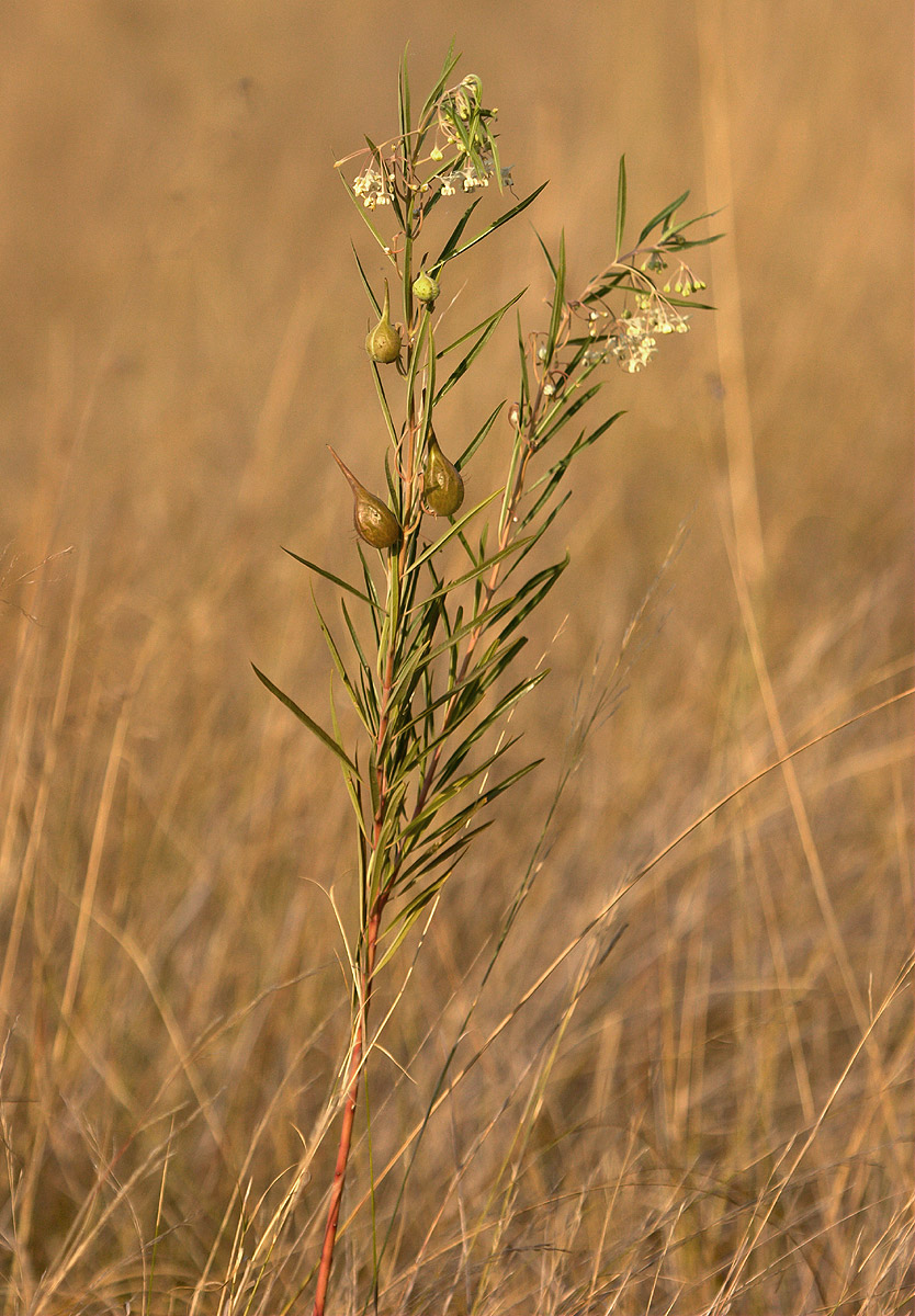 Gomphocarpus fruticosus subsp. rostratus Gomphocarpus fruticosus subsp. rostratus