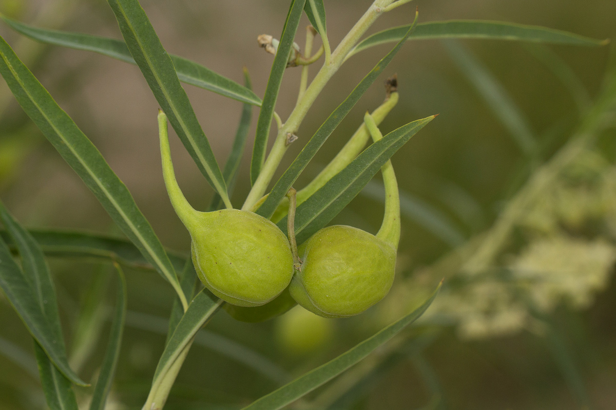 Gomphocarpus fruticosus subsp. rostratus