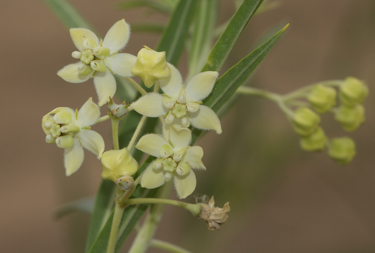 Gomphocarpus fruticosus subsp. rostratus