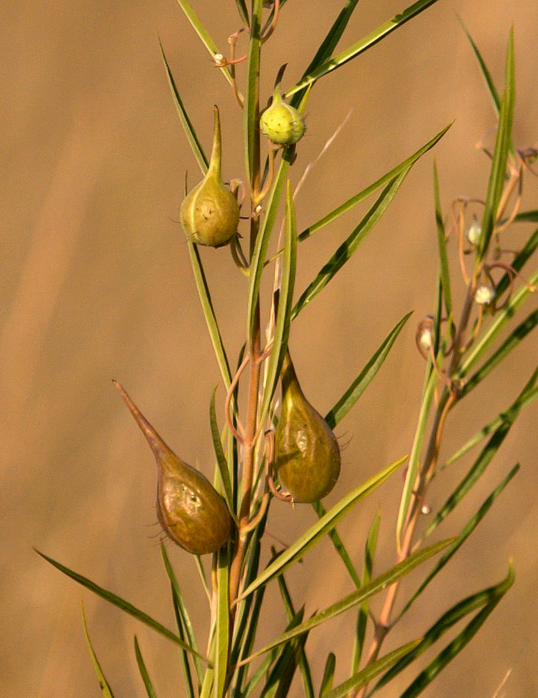 Gomphocarpus fruticosus subsp. rostratus
