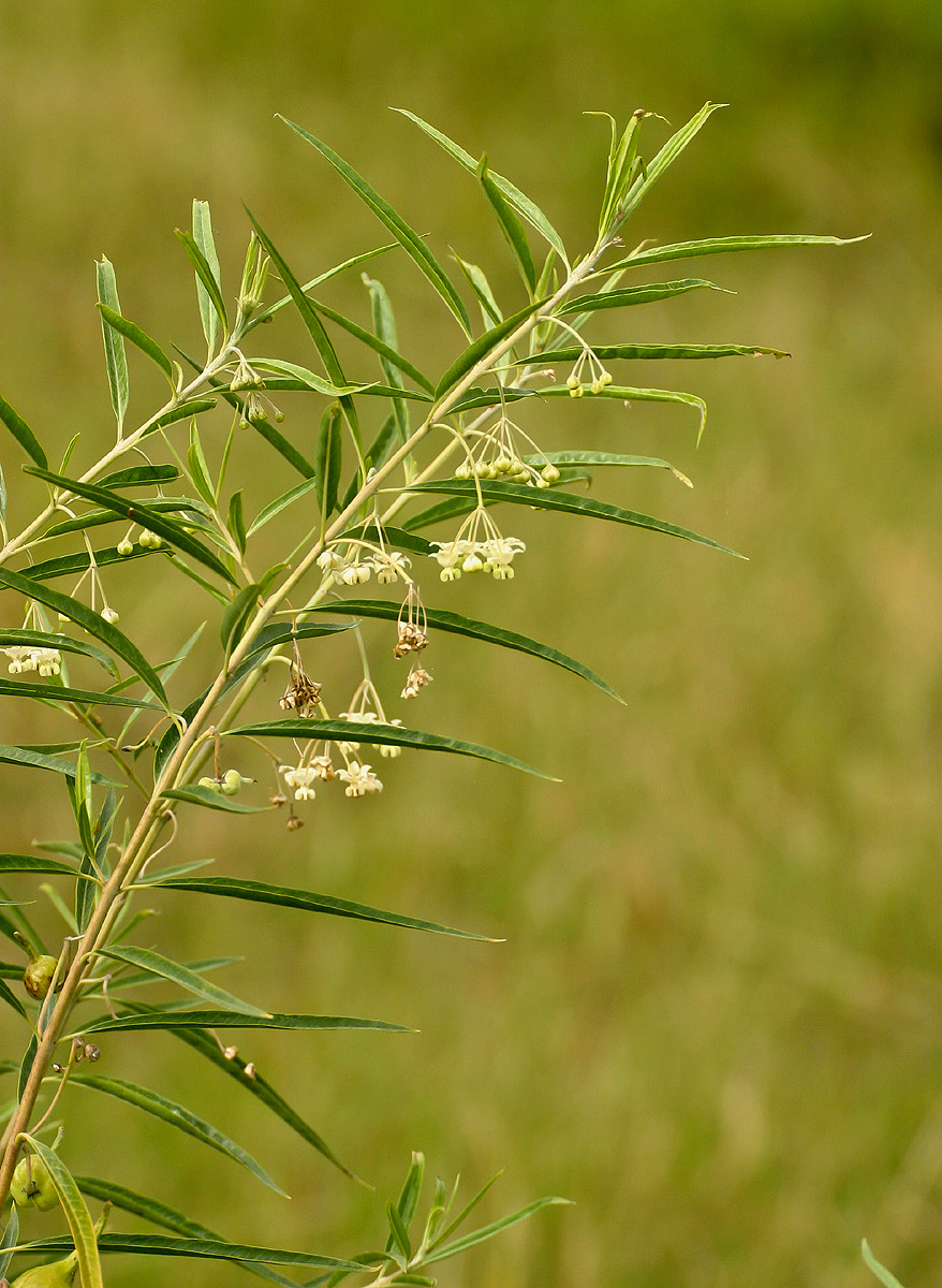 Gomphocarpus fruticosus subsp. rostratus