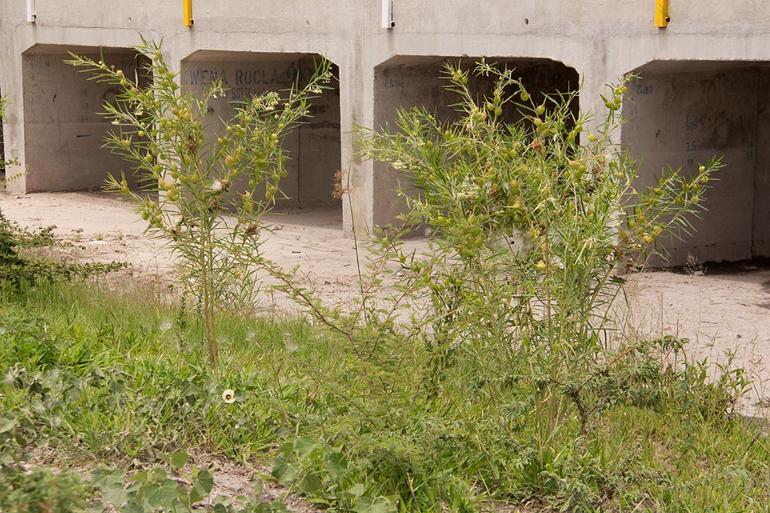 Gomphocarpus fruticosus subsp. rostratus