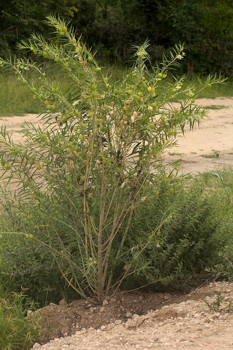 Gomphocarpus fruticosus subsp. rostratus