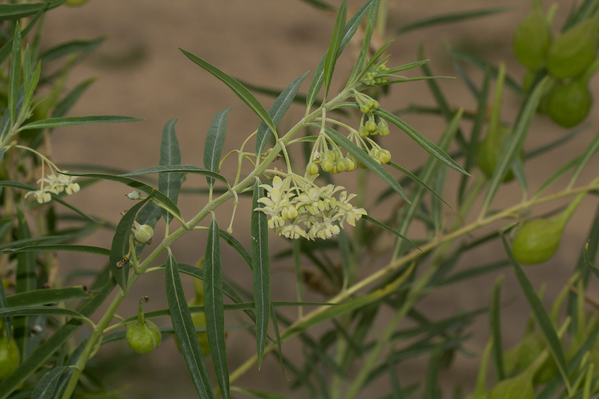 Gomphocarpus fruticosus subsp. rostratus Gomphocarpus fruticosus subsp. rostratus