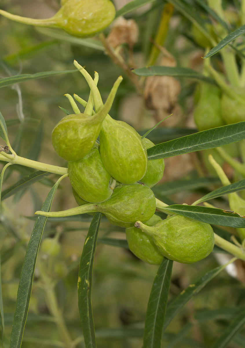 Gomphocarpus fruticosus subsp. rostratus