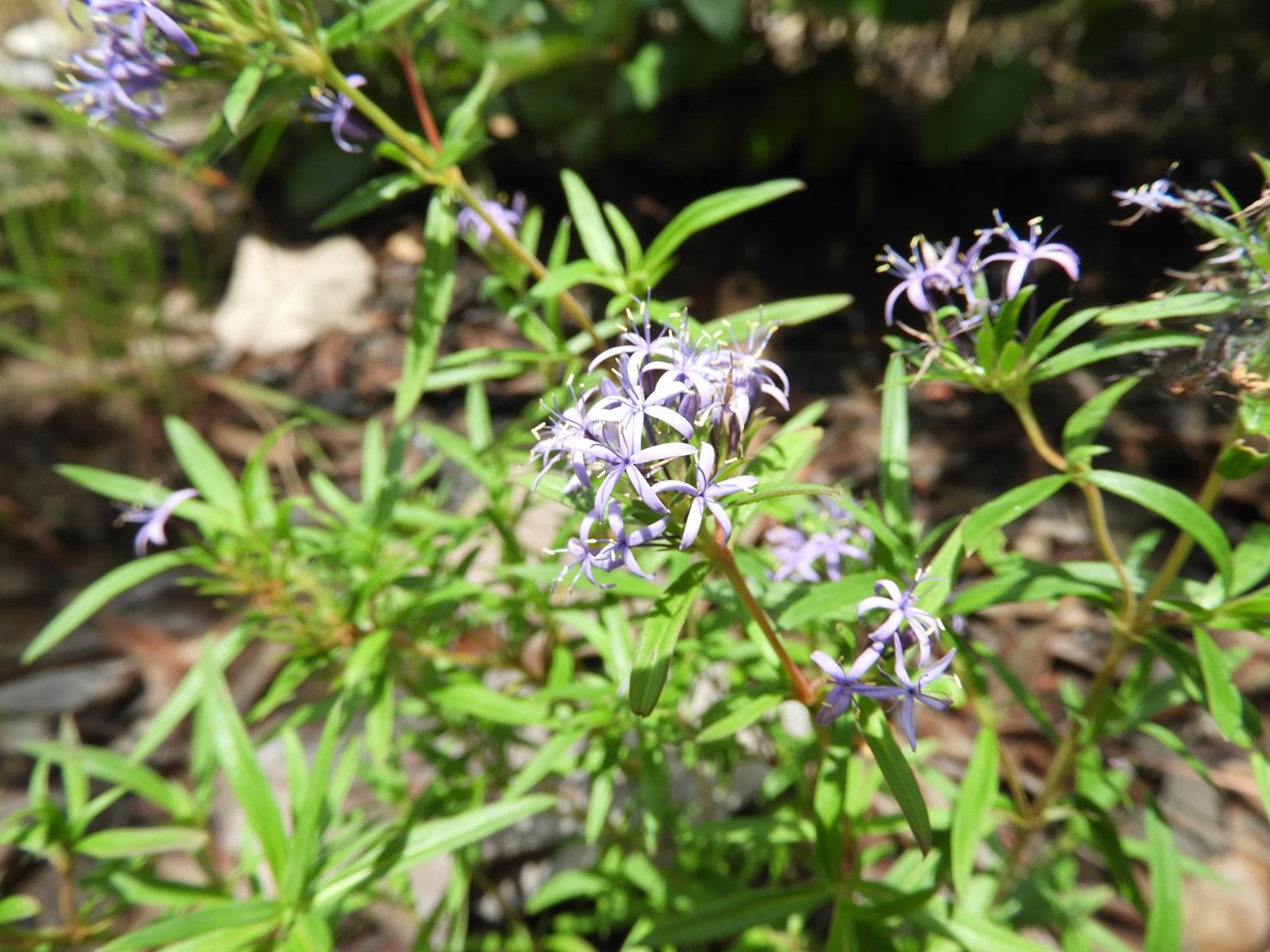 Otiophora caerulea