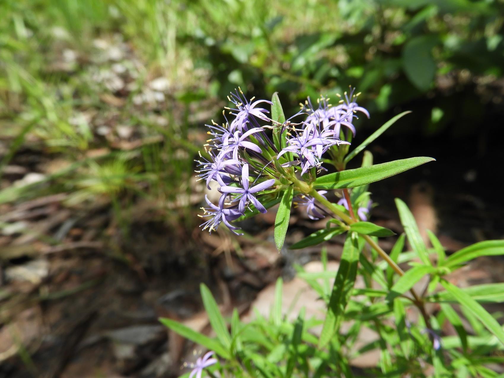 Otiophora caerulea Otiophora caerulea