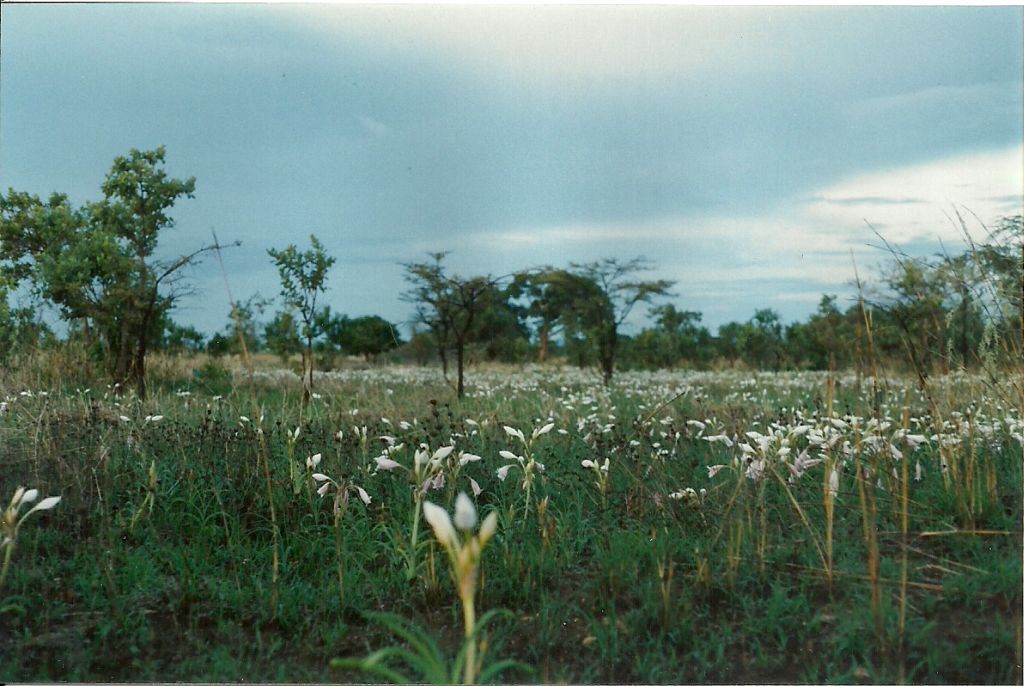 Crinum rautanenianum