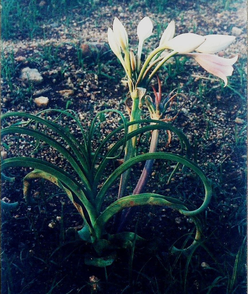 Crinum rautanenianum
