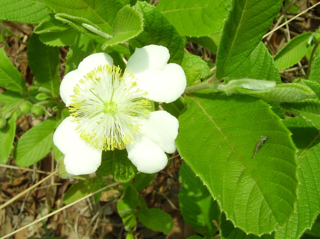 Tetracera masuiana Tetracera masuiana