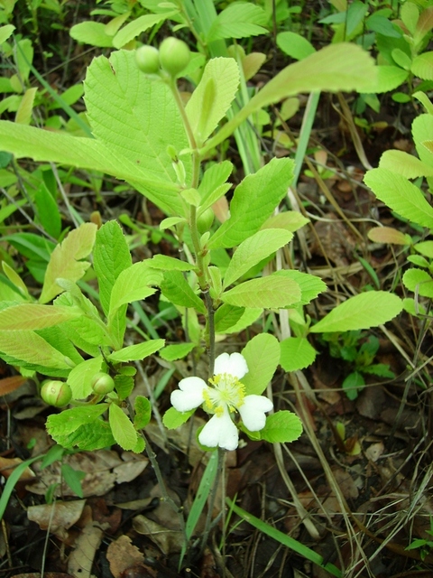 Tetracera masuiana Tetracera masuiana