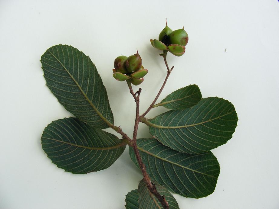 Tetracera masuiana Tetracera masuiana