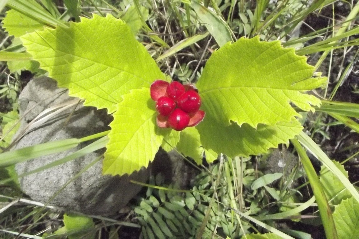 Tetracera masuiana Tetracera masuiana