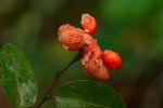 Xylopia tomentosa