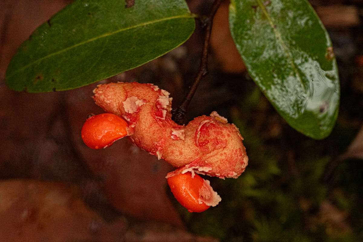 Xylopia tomentosa