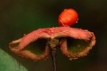 Xylopia tomentosa
