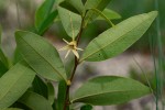 Xylopia tomentosa