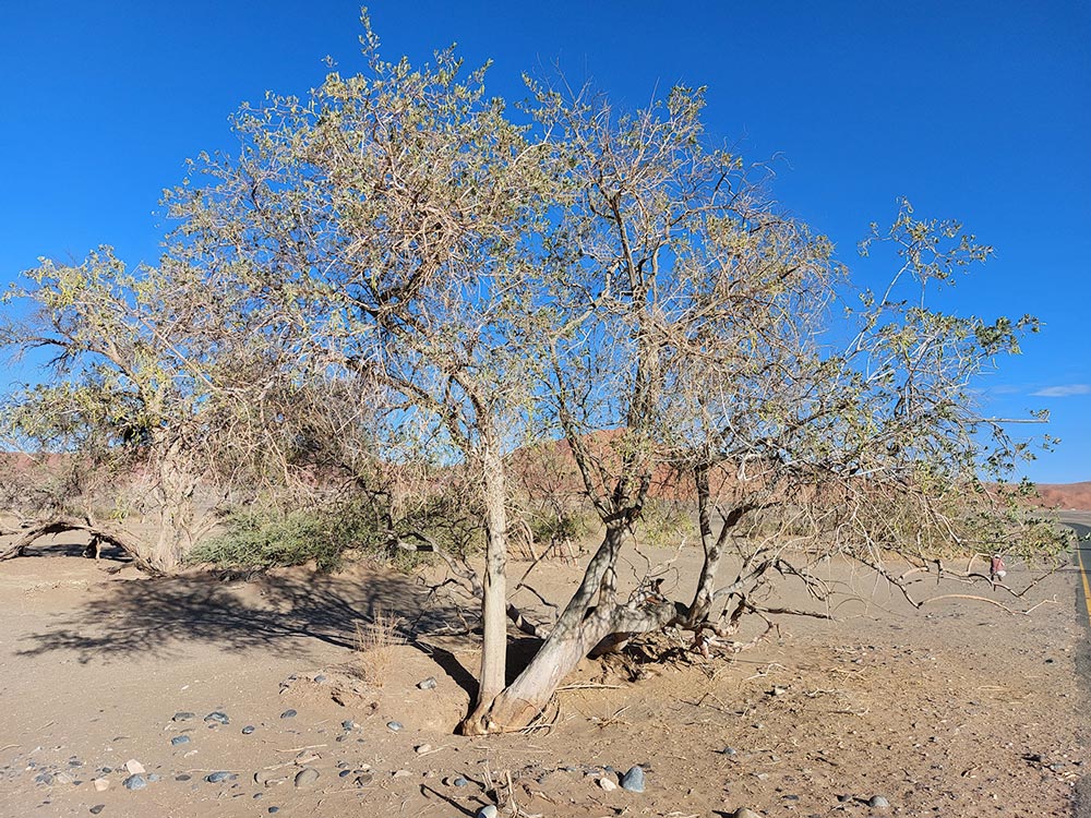 Maerua schinzii Maerua schinzii