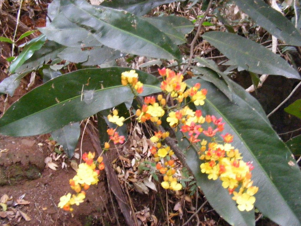 Campylospermum densiflorum Campylospermum densiflorum