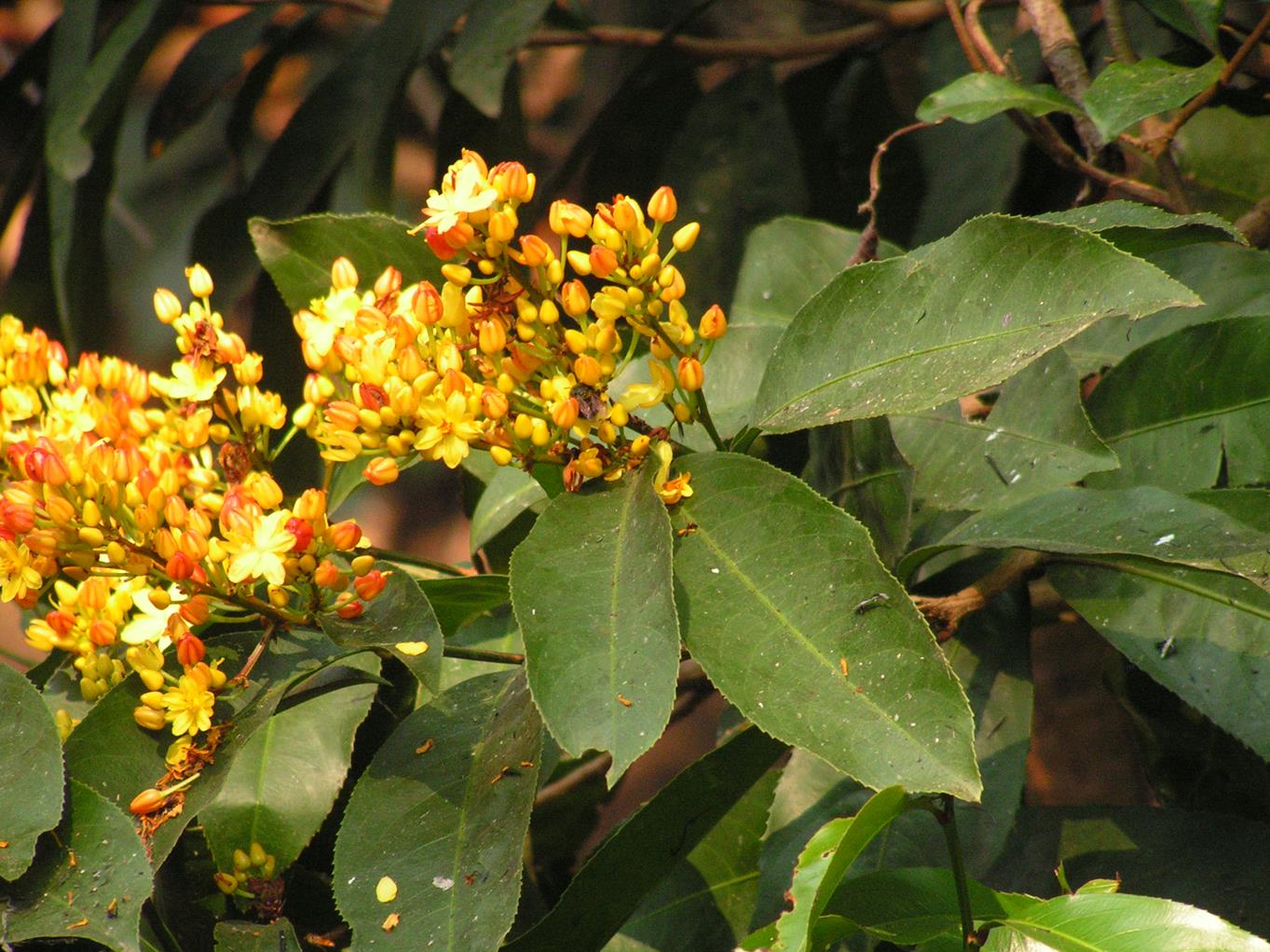 Campylospermum densiflorum Campylospermum densiflorum