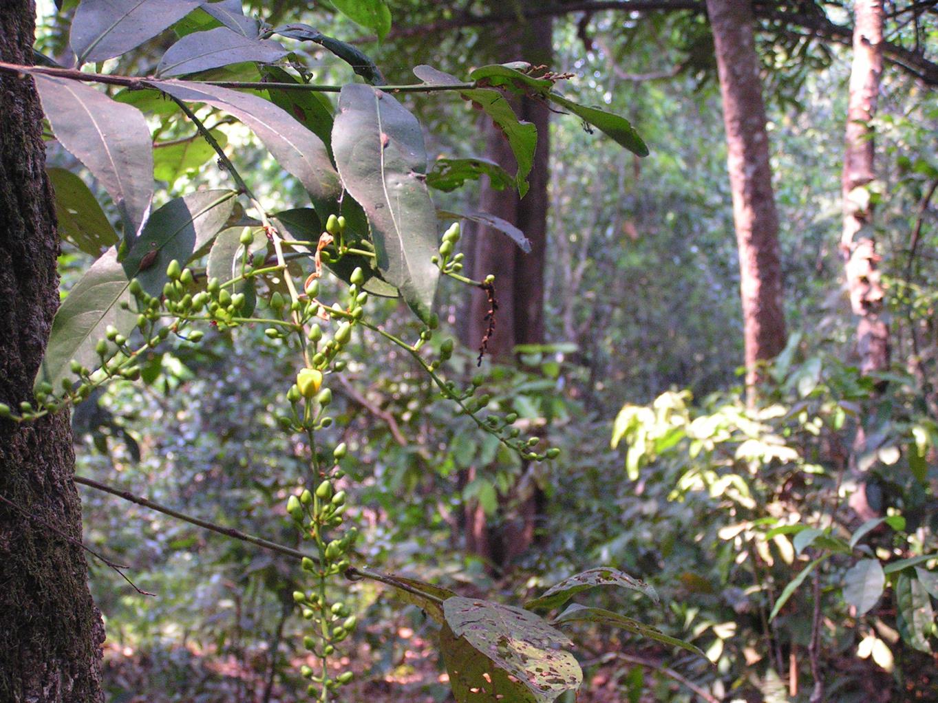 Campylospermum densiflorum Campylospermum densiflorum