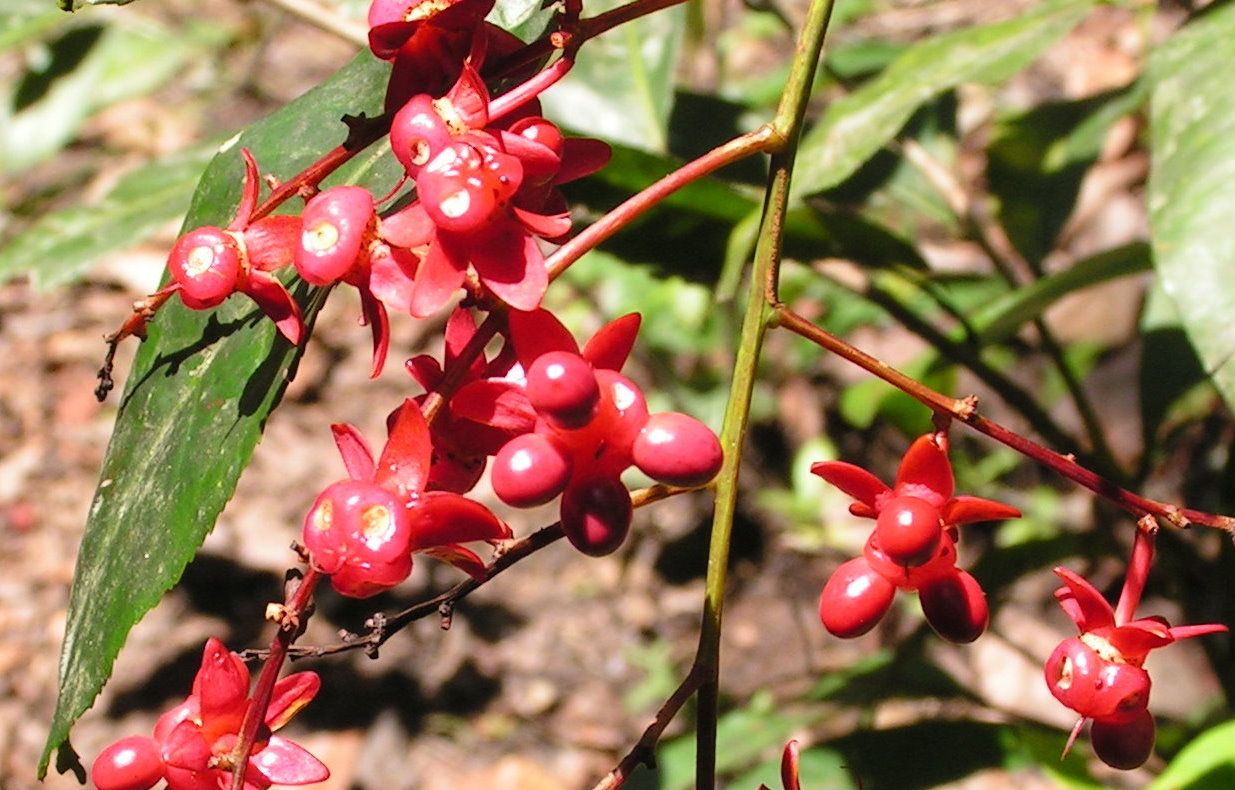 Campylospermum densiflorum Campylospermum densiflorum