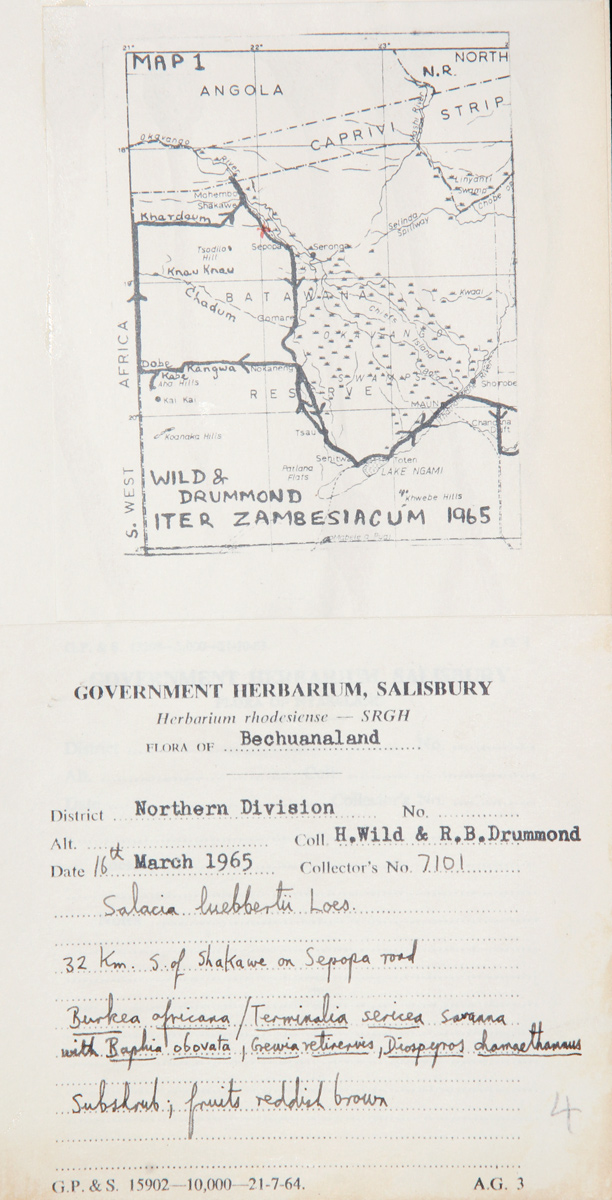 Salacia luebbertii Salacia luebbertii