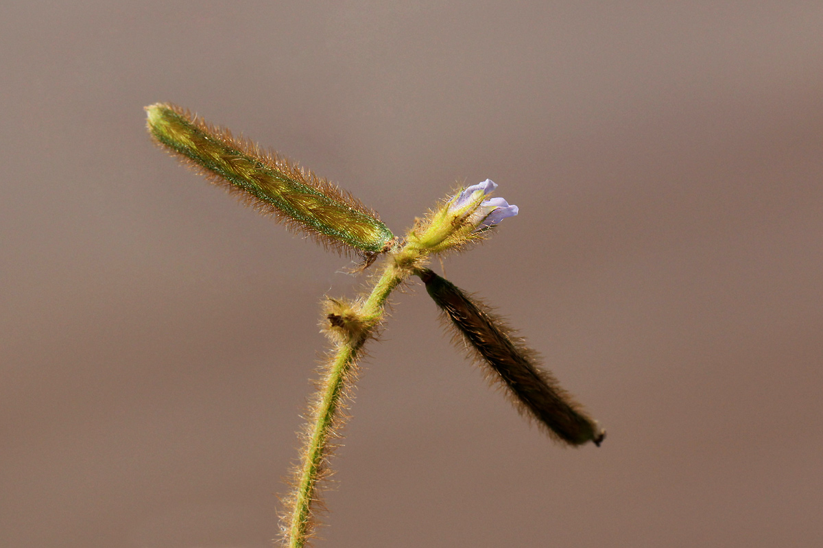 Calopogonium mucunoides Calopogonium mucunoides