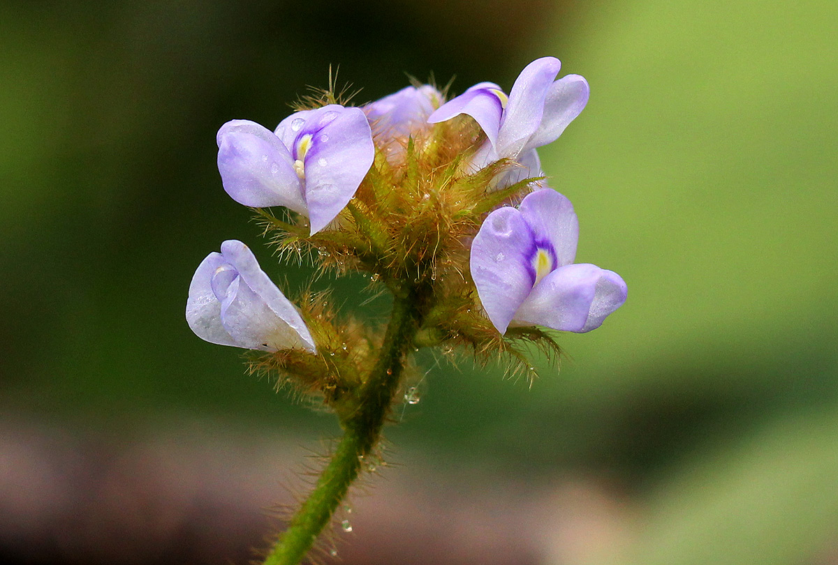 Calopogonium mucunoides Calopogonium mucunoides