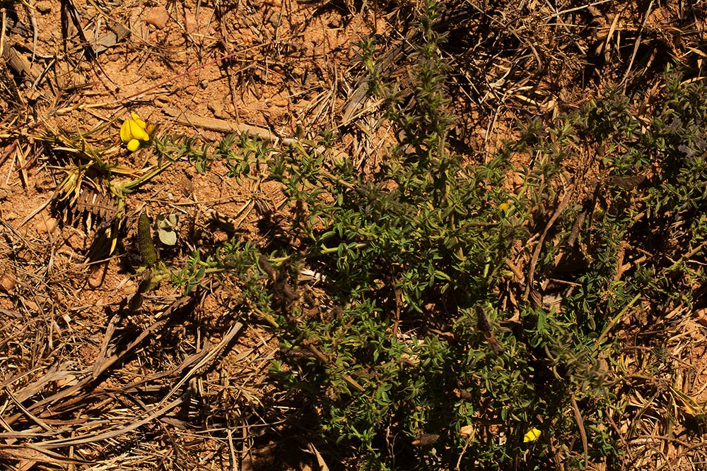 Adenocarpus mannii Adenocarpus mannii